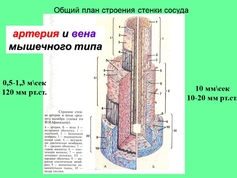 Общий план строения стенки сосуда артерия и вена  мышечного типа 0,5-1,3 м\сек 120